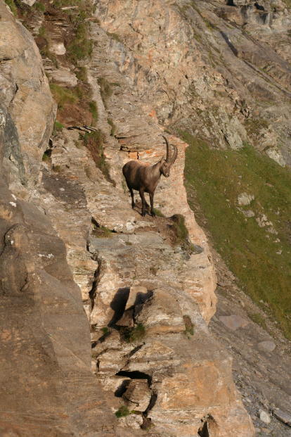 Fauna delle Alpe